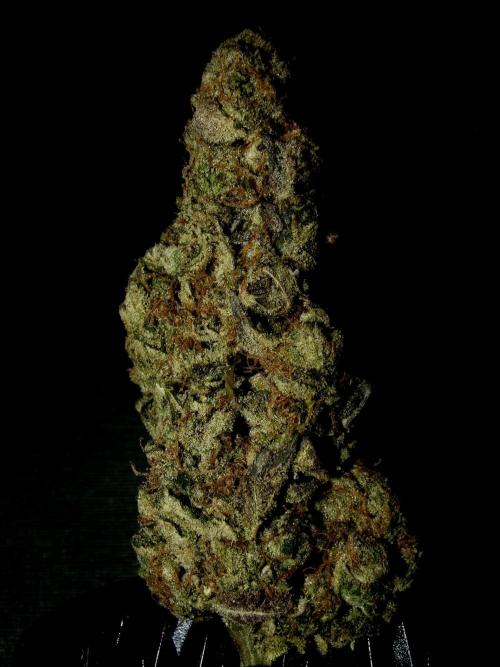 Biscotti Gelato (GDG 24 #1). Week 19