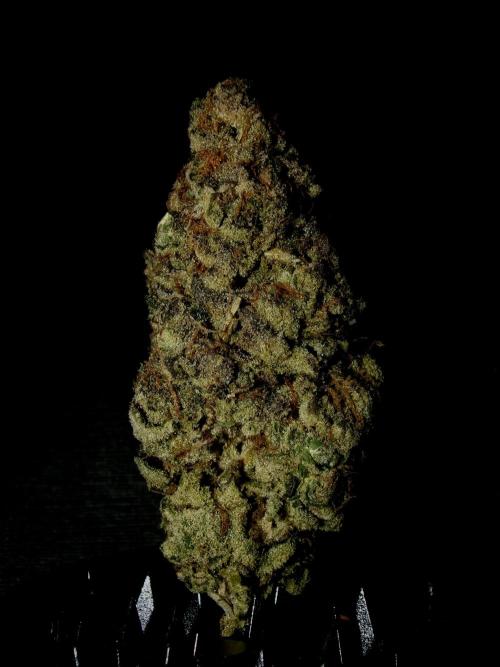 Biscotti Gelato (GDG 24 #1). Week 19
