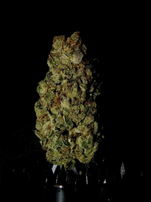 Biscotti Gelato (GDG 24 #1). Week 19
