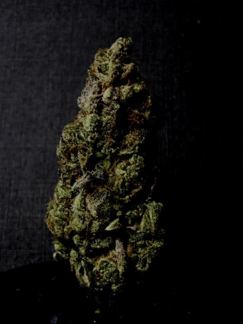 Biscotti Gelato (GDG 24 #1). Week 19