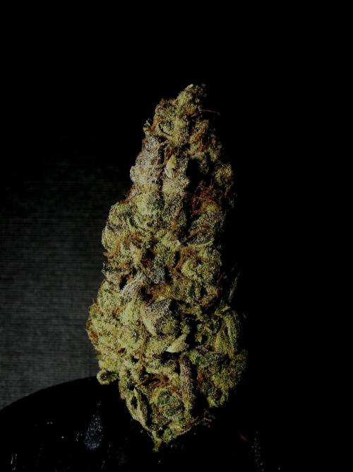 Biscotti Gelato (GDG 24 #1). Week 19