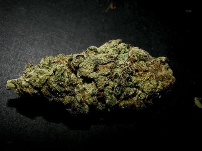 Biscotti Gelato (GDG 24 #1). Week 19
