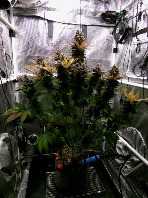 Gelato (GDG24 #2). Week 18 - Day 121