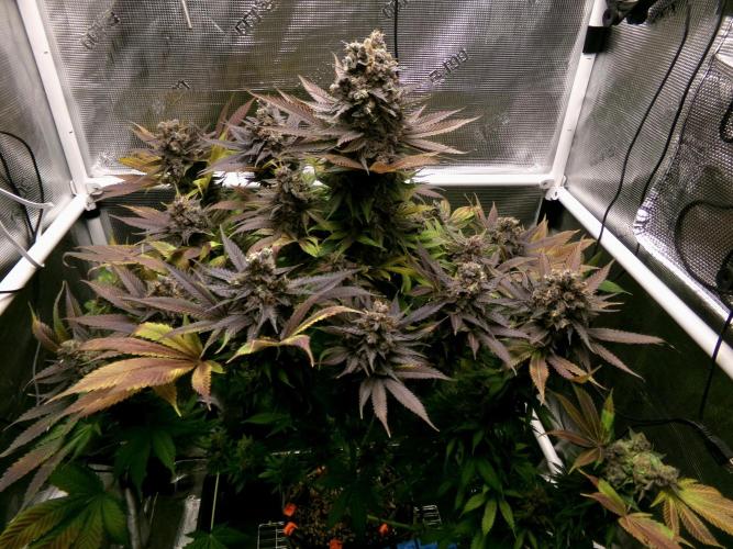 Gelato (GDG24 #2). Week 18
