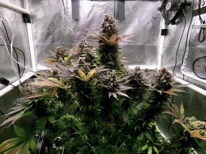 Gelato (GDG24 #2). Week 18