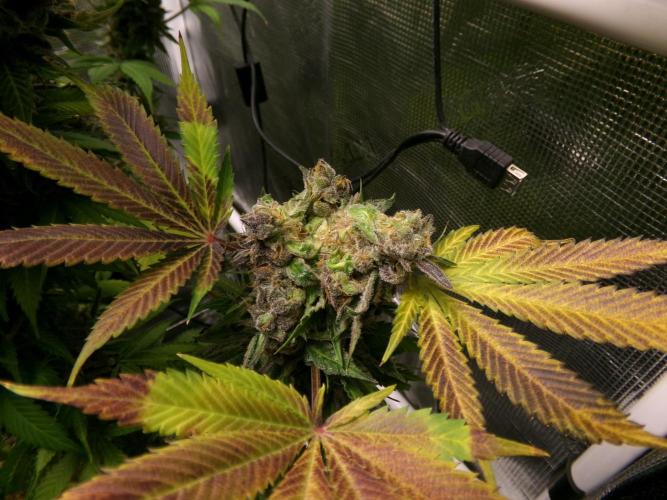Gelato (GDG24 #2). Week 18 - Thought potentially bud rot but was fine after chopping it and checking 