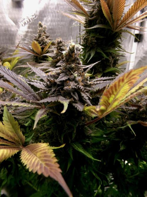 Gelato (GDG24 #2). Week 18