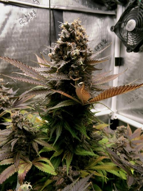 Gelato (GDG24 #2). Week 18