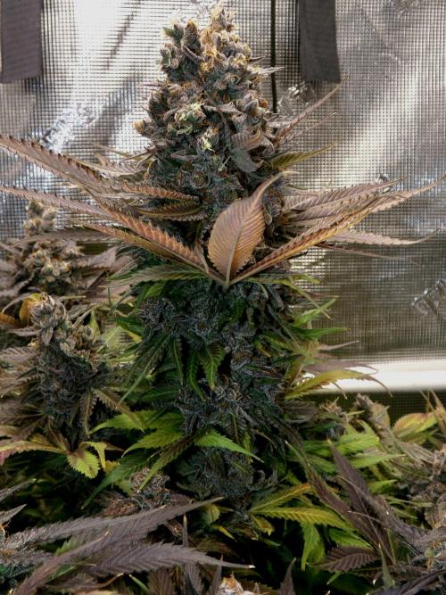 Gelato (GDG24 #2). Week 18