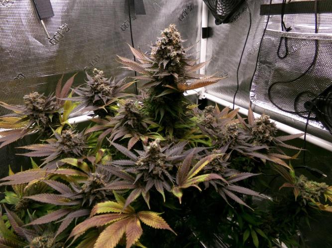 Gelato (GDG24 #2). Week 18