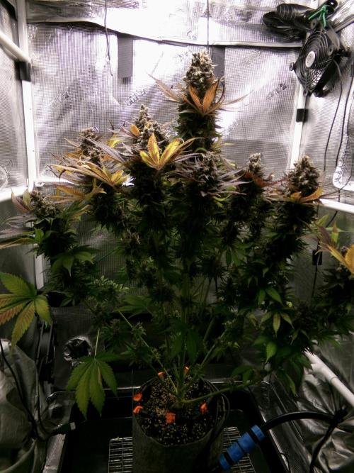 Gelato (GDG24 #2). Week 18 - Day 123 before cutting the tops