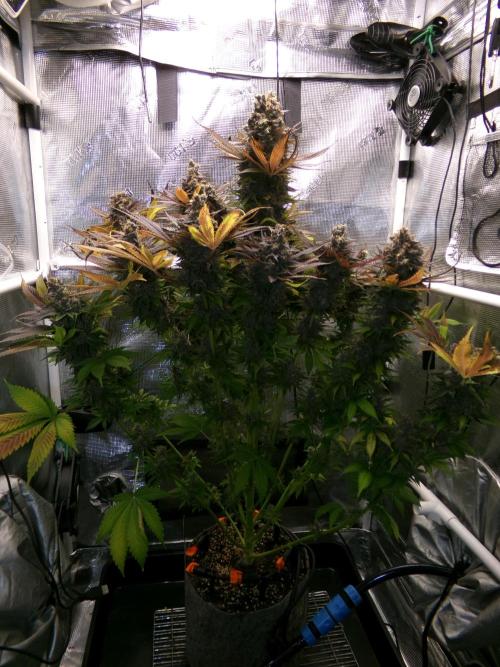 Gelato (GDG24 #2). Week 18
