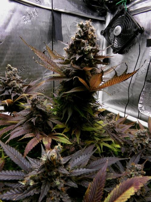 Gelato (GDG24 #2). Week 18
