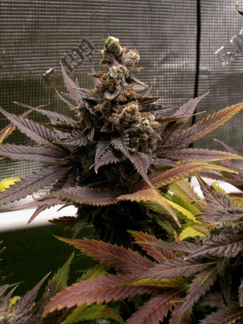 Gelato (GDG24 #2). Week 18