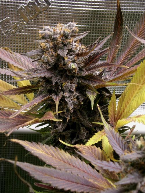 Gelato (GDG24 #2). Week 18