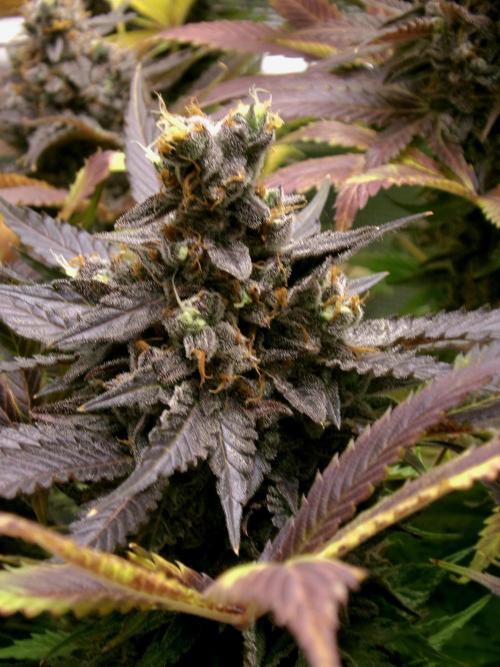 Gelato (GDG24 #2). Week 18