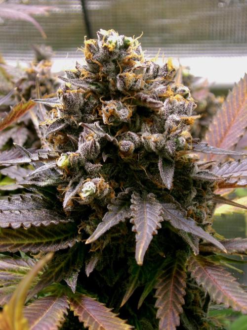 Gelato (GDG24 #2). Week 18