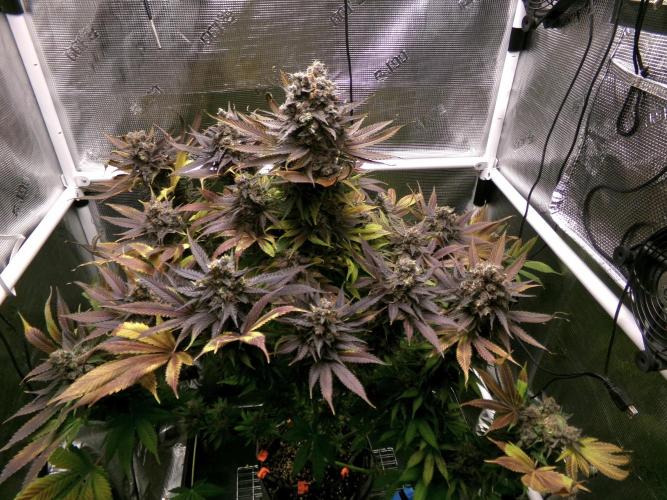 Gelato (GDG24 #2). Week 18