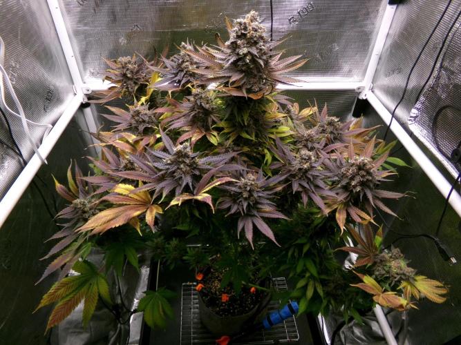 Gelato (GDG24 #2). Week 18