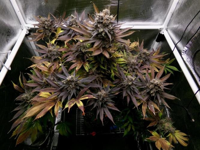 Gelato (GDG24 #2). Week 18