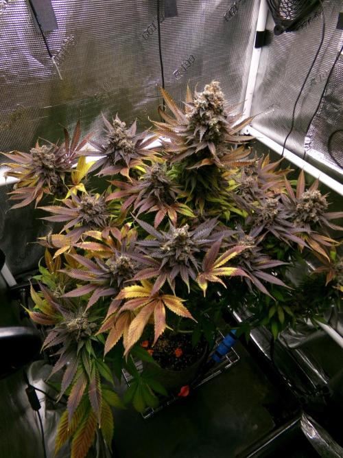 Gelato (GDG24 #2). Week 18