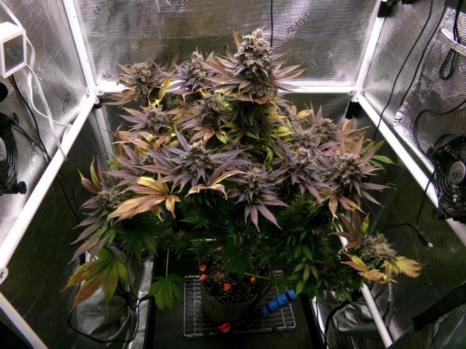 Gelato (GDG24 #2). Week 18