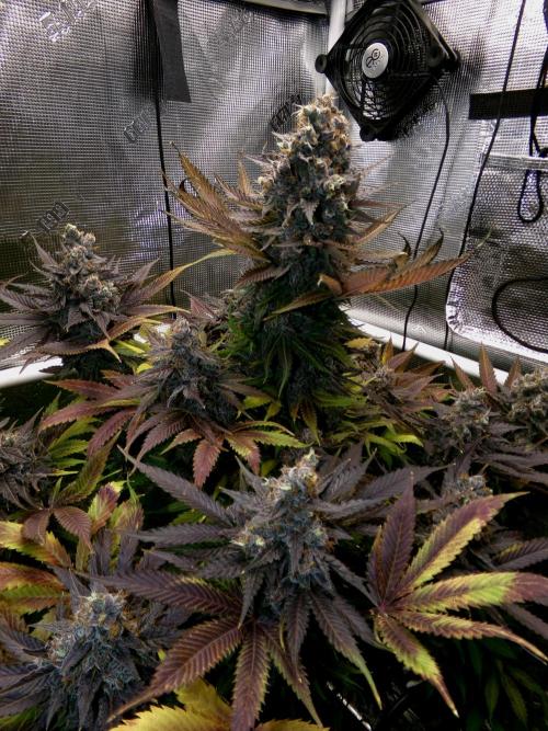 Gelato (GDG24 #2). Week 18