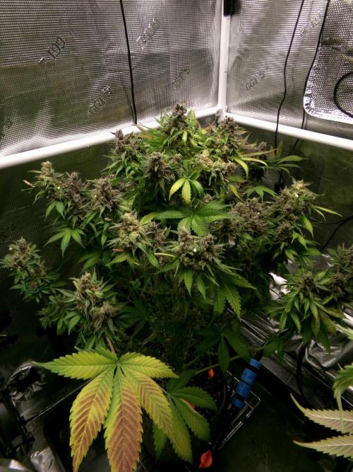 Gelato (GDG24 #2). Week 18 - After cutting the tops