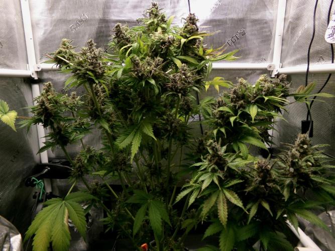 Gelato (GDG24 #2). Week 18