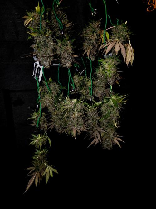 Gelato (GDG24 #2). Week 18 - The tops