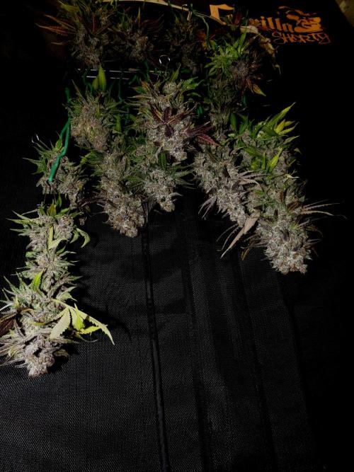 Gelato (GDG24 #2). Week 18