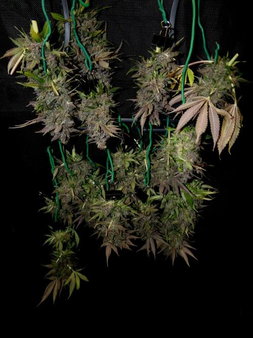 Gelato (GDG24 #2). Week 18