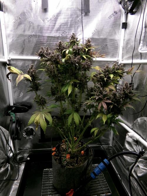 Gelato (GDG24 #2). Week 19