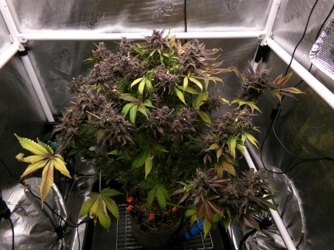 Gelato (GDG24 #2). Week 19