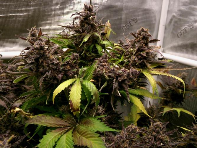 Gelato (GDG24 #2). Week 19