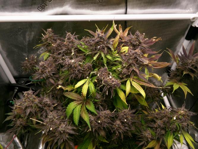 Gelato (GDG24 #2). Week 19