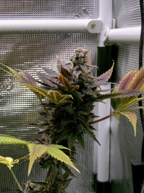 Gelato (GDG24 #2). Week 19