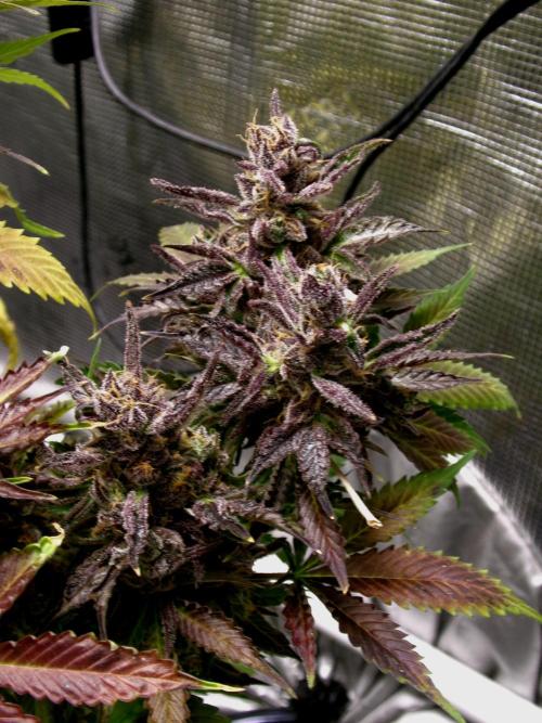 Gelato (GDG24 #2). Week 19