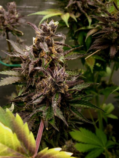 Gelato (GDG24 #2). Week 19
