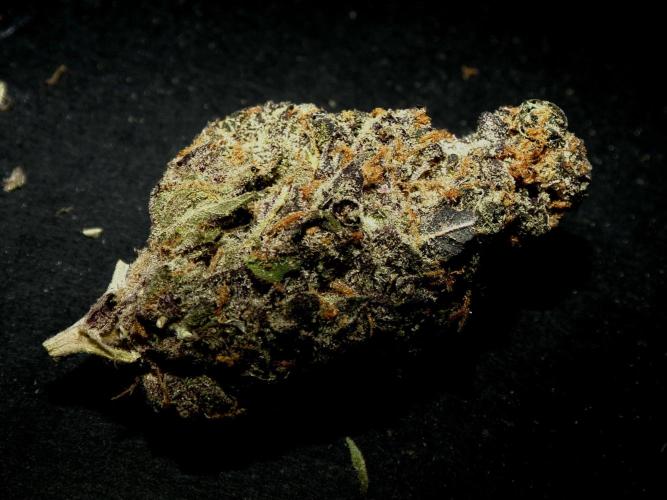 Gelato (GDG24 #2). Week 19