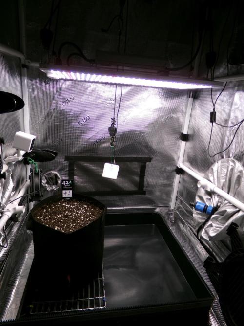 Cheese (GDG25 #1). Week 0 - Germ day 2