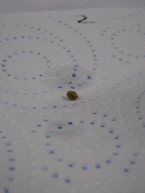 Pass Fruitz (GDG25 #2). Week 0 - Germ day 1 into paper towel