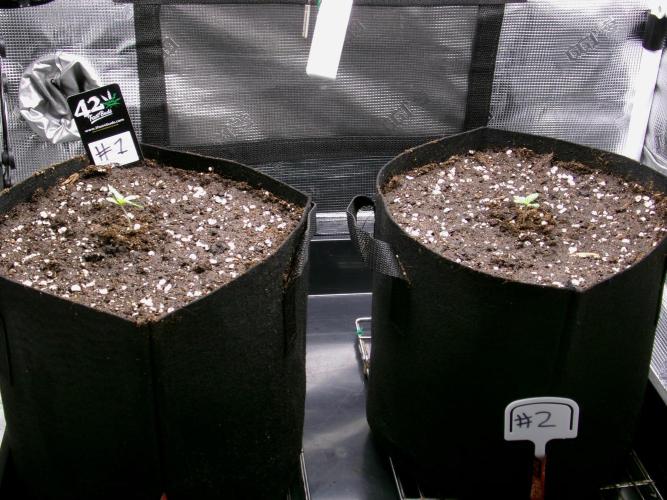 Cheese (GDG25 #1). Week 1 - Left plant