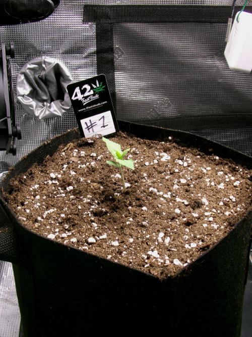Cheese (GDG25 #1). Week 1 - Day 5