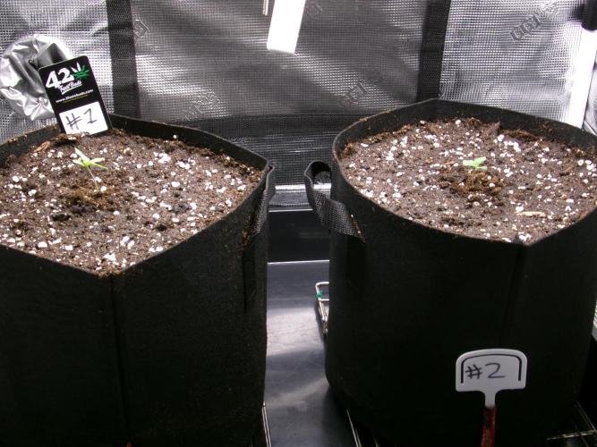 Pass Fruitz (GDG25 #2). Week 1 - Right plant