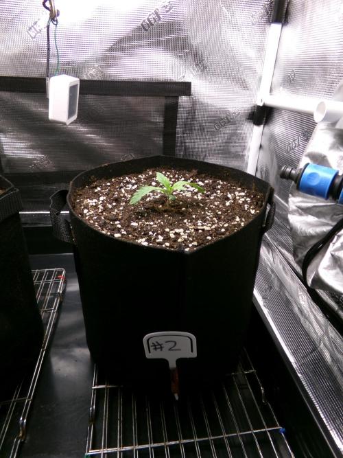 Pass Fruitz (GDG25 #2). Week 1 - Day 7