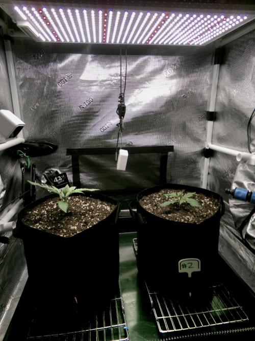 Cheese (GDG25 #1). Week 2 - Left plant
