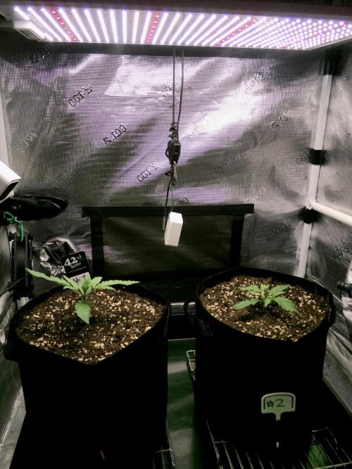 Pass Fruitz (GDG25 #2). Week 2 - Right plant