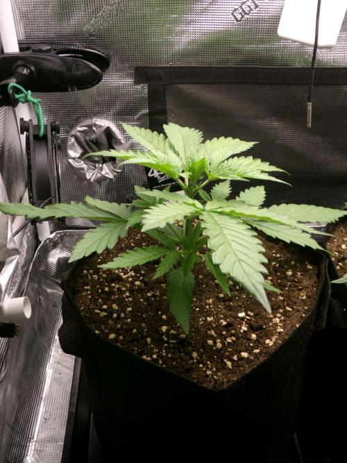 Cheese (GDG25 #1). Week 3