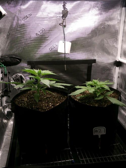 Cheese (GDG25 #1). Week 3